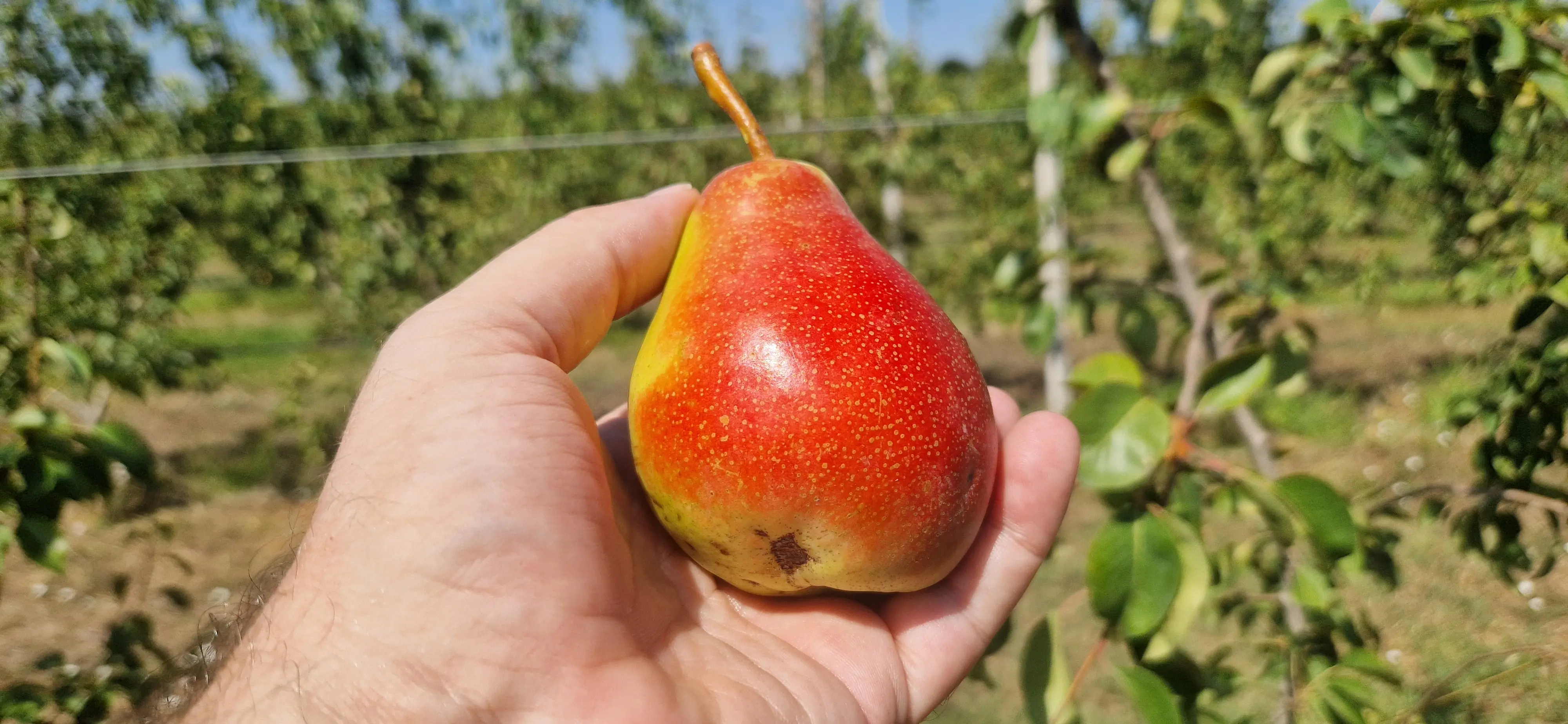 Frutti di Maremma, una giornata al Selvello: una pera Santa Maria 