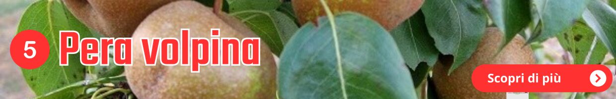 Alla ricerca dei frutti dimenticati, decorazione grafica
