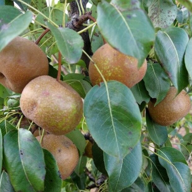 Le Pera volpina, una varietà romagnola da (ri)scoprire
