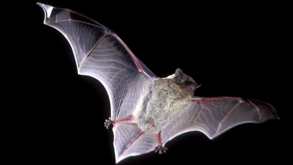 Giù le mani dai pipistrelli: Un "Pipistrellus kuhlii" in volo,