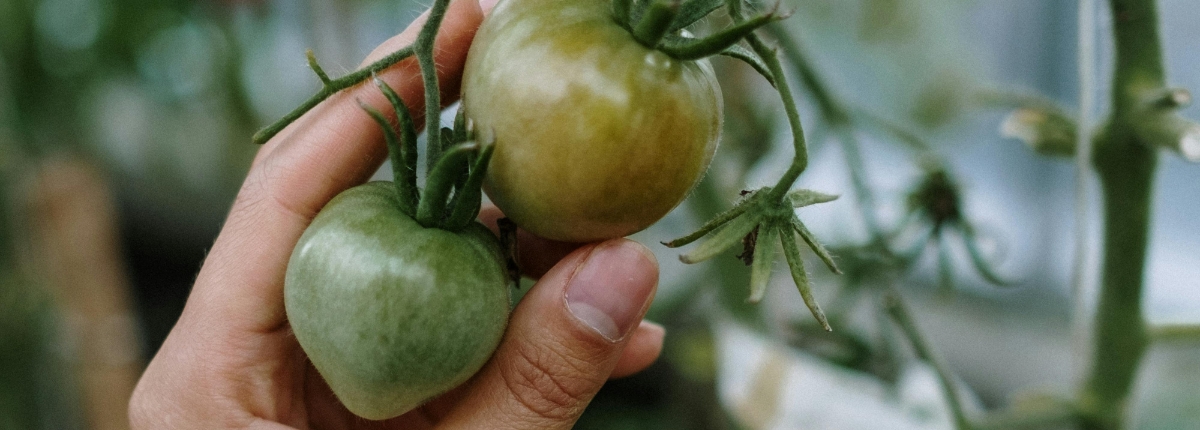 Biologico, una pianta di pomodori