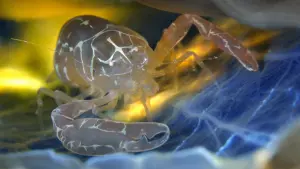 Il gamberetto Pontonia pinnophylax. 