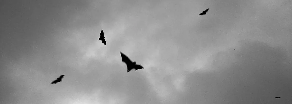 Giù le mani dai pipistrelli: alcuni esemplari in volo