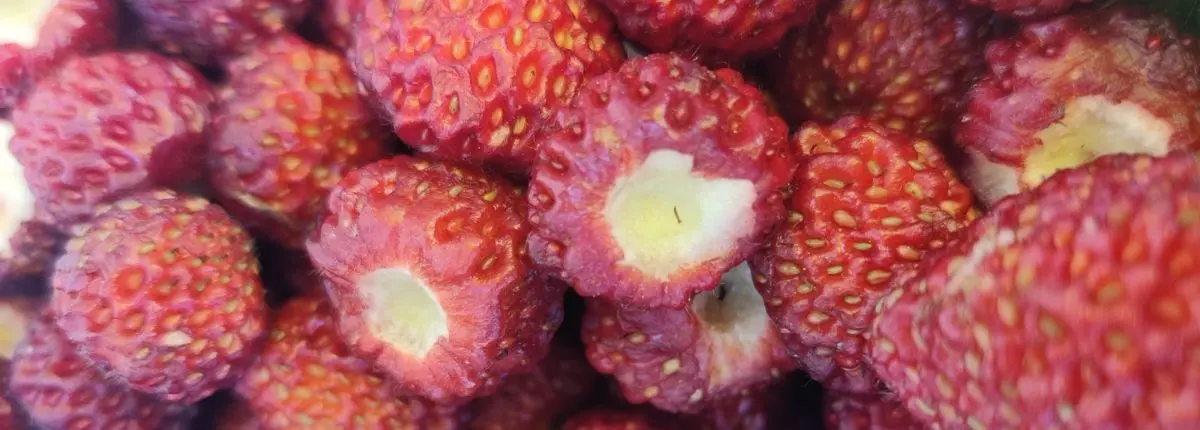 La fragola di Tortona