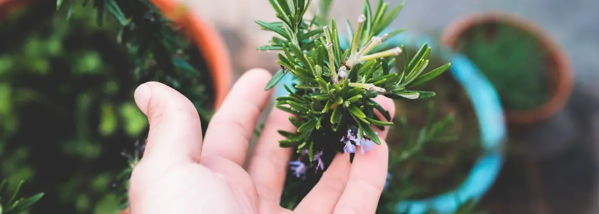 Balconi di primavera per gli impollinatori: il rosmarino