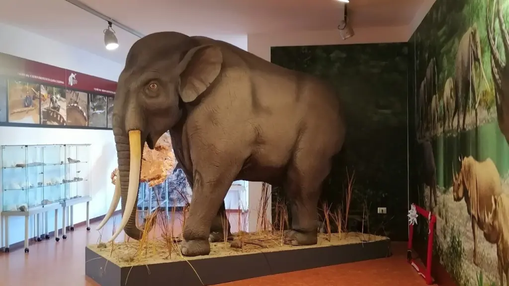 Il museo paleontologico di Rotonda (Pz).