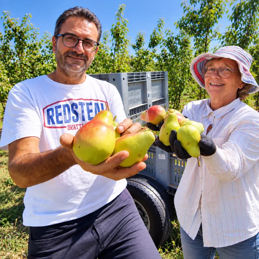 Frutti di Maremma. Una giornata al Selvello, dove nasce la pera Santa Maria