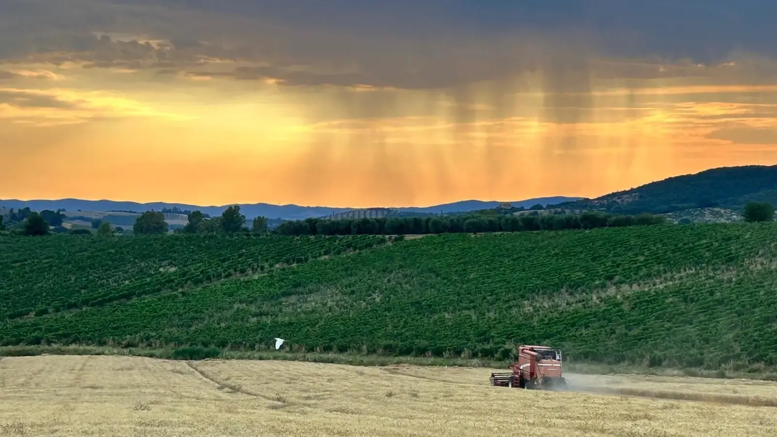 Frutti di Maremma, una giornata al Selvello: un campo di seminativi nel Selvello