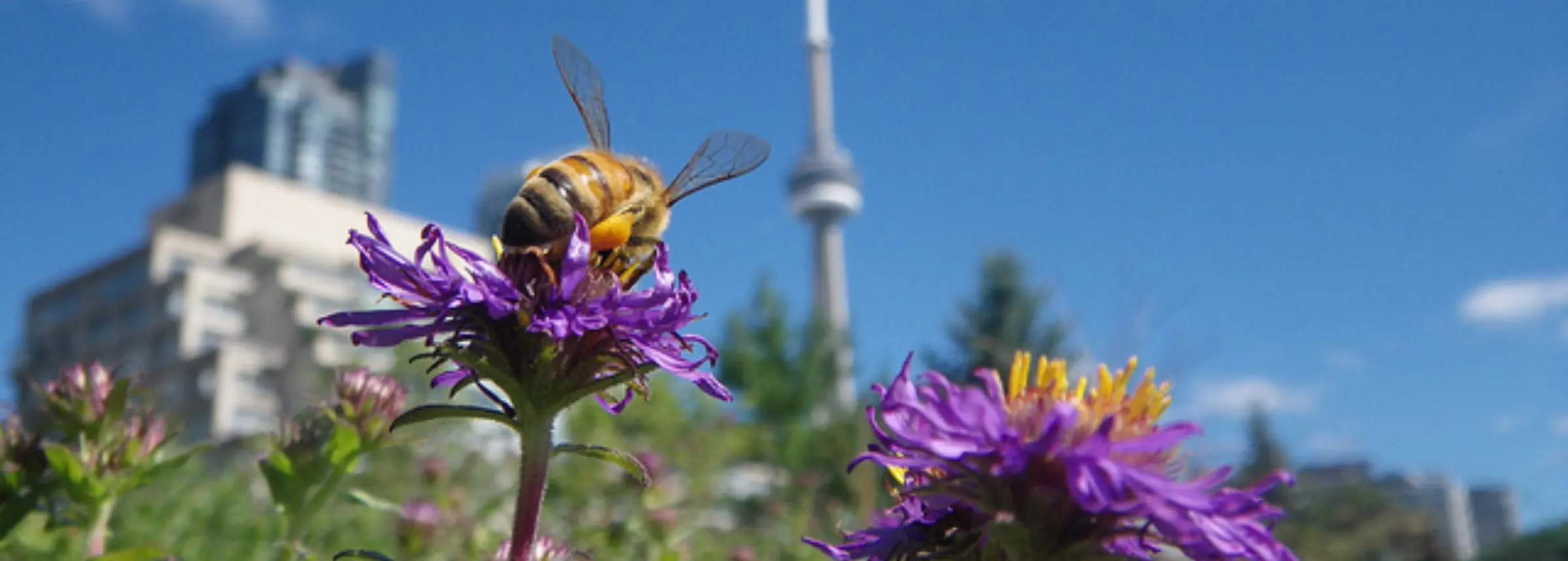 Meno sfalci, più biodiversità: api sullo sfondo di una città