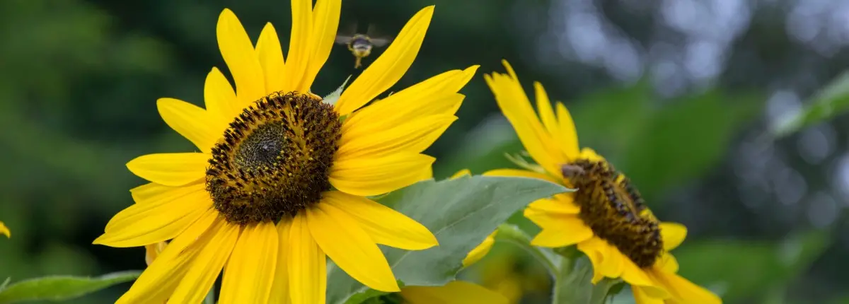 Balconi di primavera per gli impollinatori: i girasoli