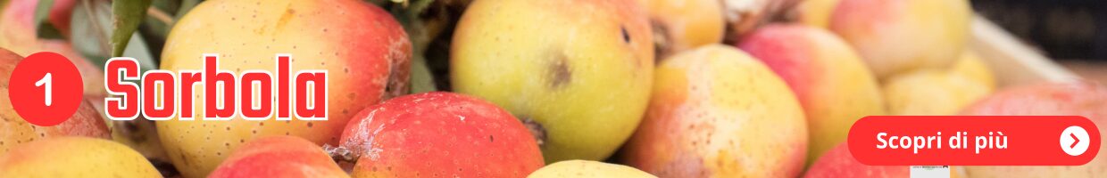 Alla ricerca dei frutti dimenticati, decorazione grafica 