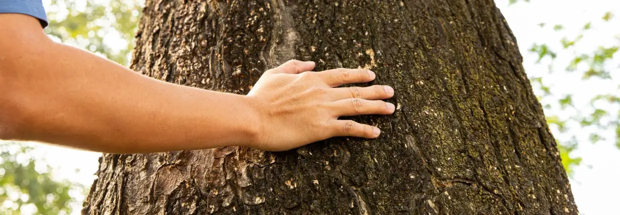 Alberi, foresta