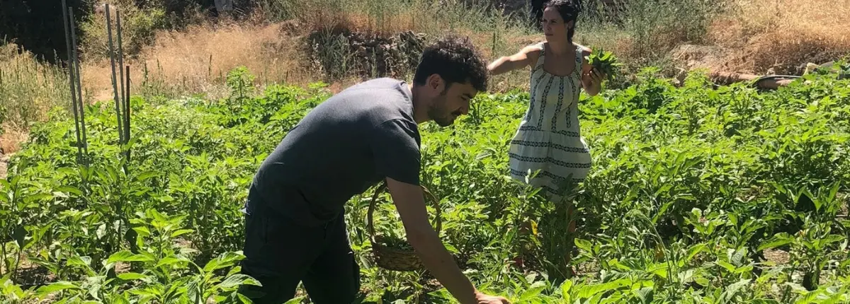 Matteo Metta, Un'esperienza di coltivazione organica ad Axus, un villaggio rurale di Creta (Grecia)