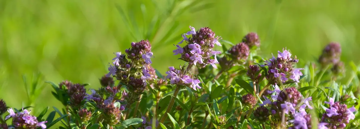 Balconi di primavera per gli impollinatori: il timo