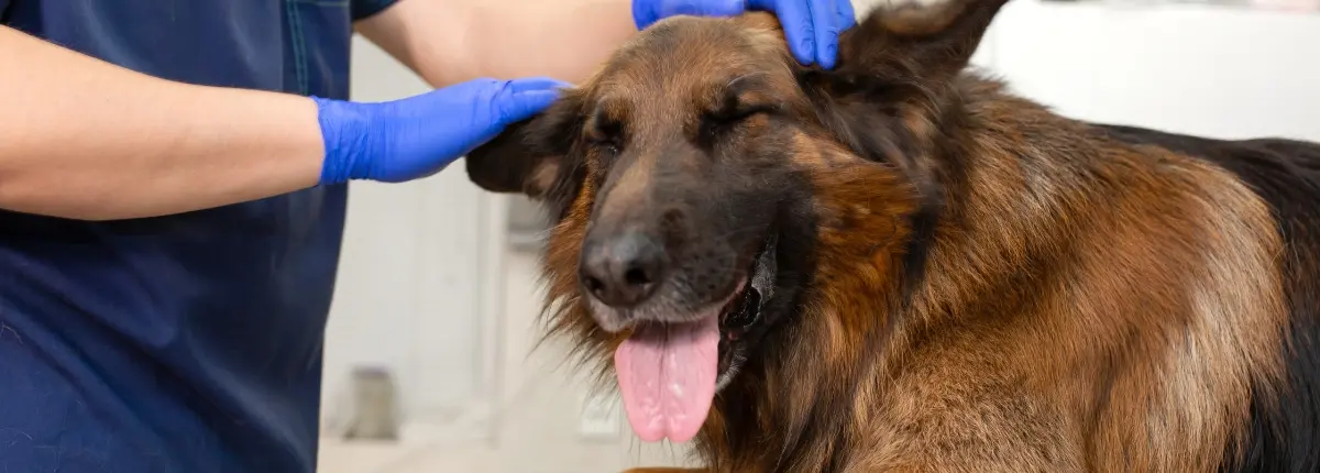 Cani e gatti, a rischio puntura, quattro consigli per salvaguardarli: un cane dal veterinario