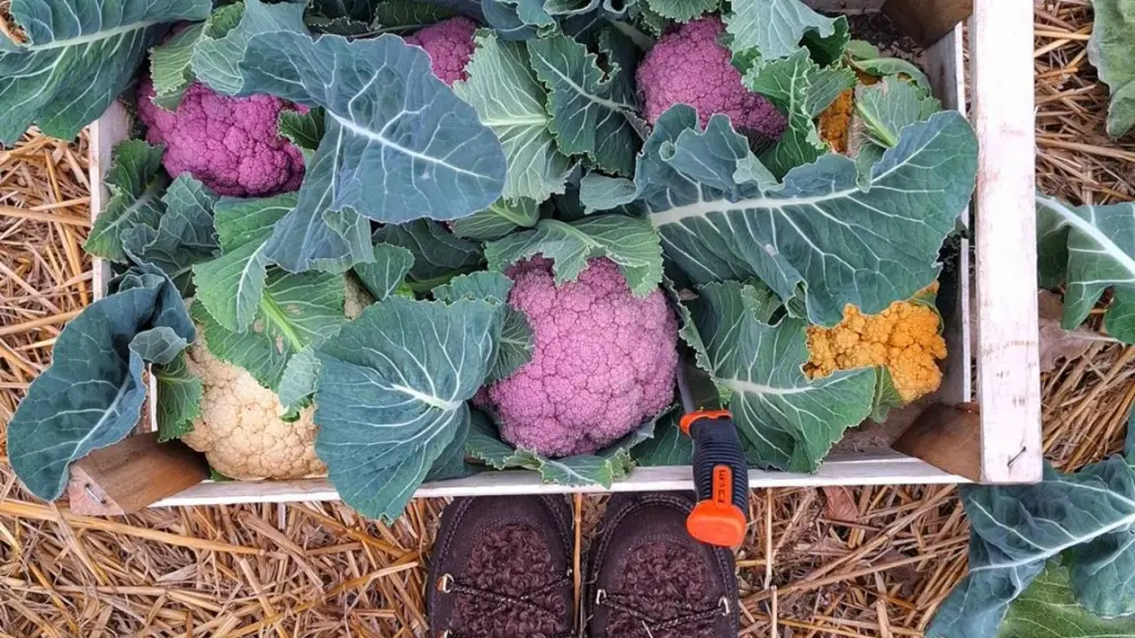 Una cassetta di cavoli per la vendita diretta, Azienda agricola Abete Bianco