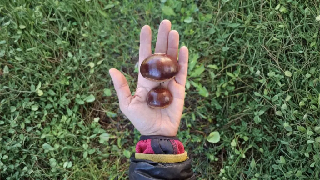 Una castagna della varietà Bouche de Betizac e una selvatica di bosco, Azienda agricola Abete Bianco