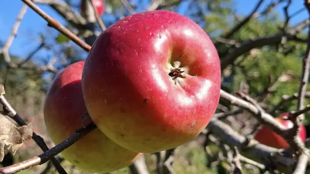 Una mela topazio al giusto grado di maturazione, Azienda agricola Abete Bianco