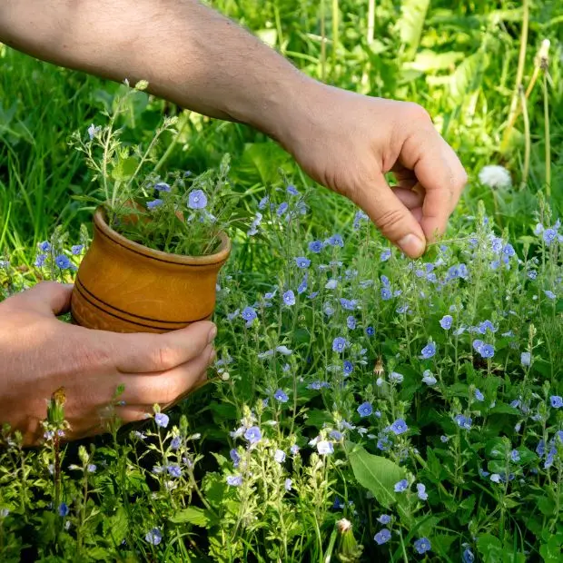 Andar per erbe, le emozioni di un gesto antico. Sette piante da scoprire a maggio