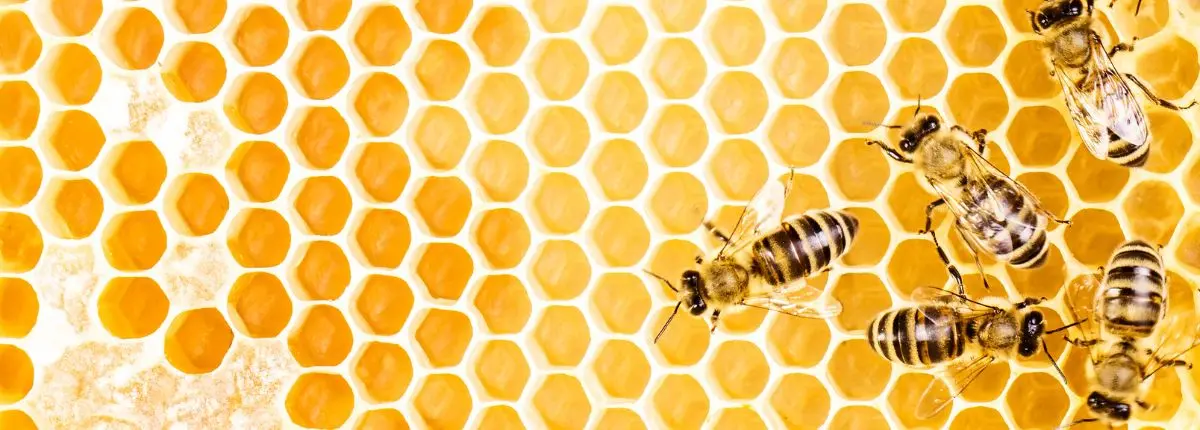 Come si diventa apicoltori? Api nell'arnia