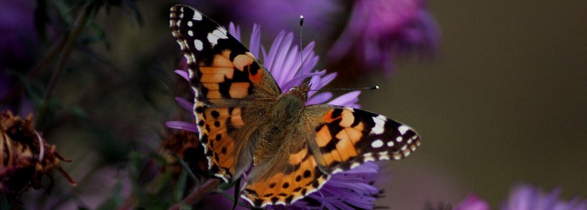 Vanessa Cardui 