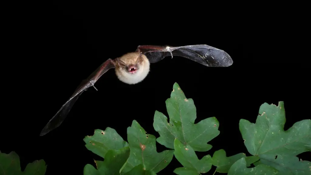 Giù le mani dai pipistrelli: Un "Vespertilio di Daubentòn"