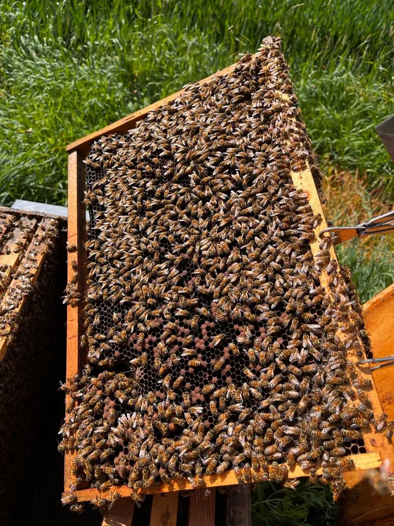 Come di diventa apicoltori? Il telaino di Enrico Baroni