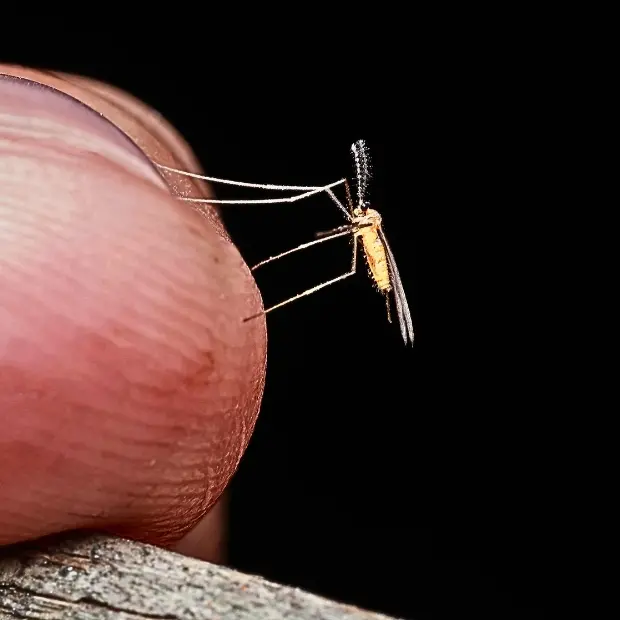 Zanzare, utili ma fastidiose. Otto soluzioni naturali (più una) per difendersi