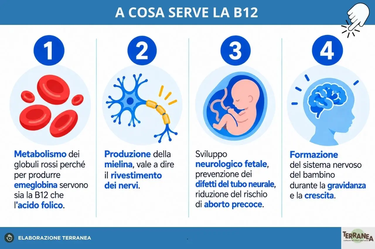 B12, come integrarla in maniera corretta: rappresentazione grafica delle funzioni