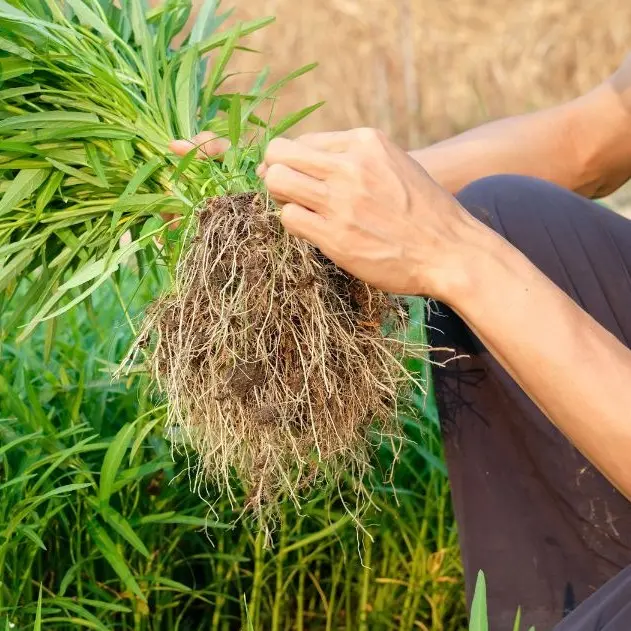 Transizione ecologica per l’agricoltura, una proposta strategica