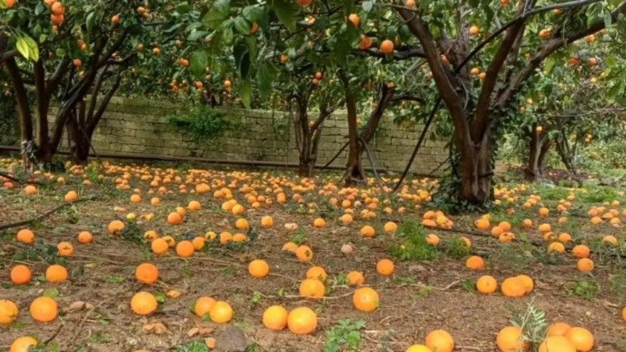 La Sicilia e le colture tropicali: Gli agrumeti danneggiato dal ciclone Harry nella Piana di Catania.