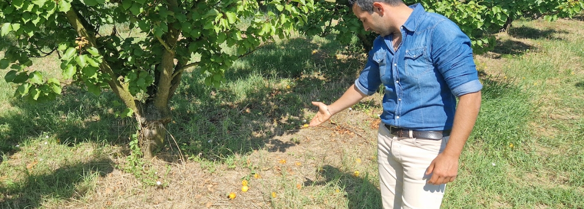 Raccolto di albicocche a terra, nel frutteto della Cesenate