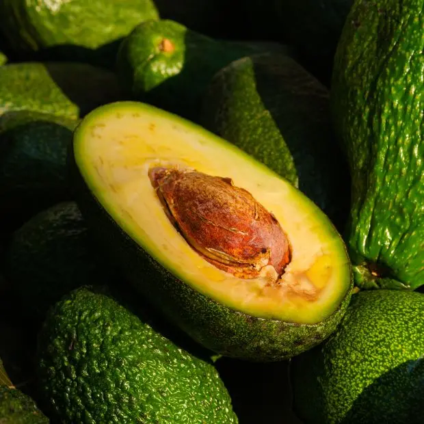 L’avocado, la bacca della fertilità che riduce pressione e colesterolo