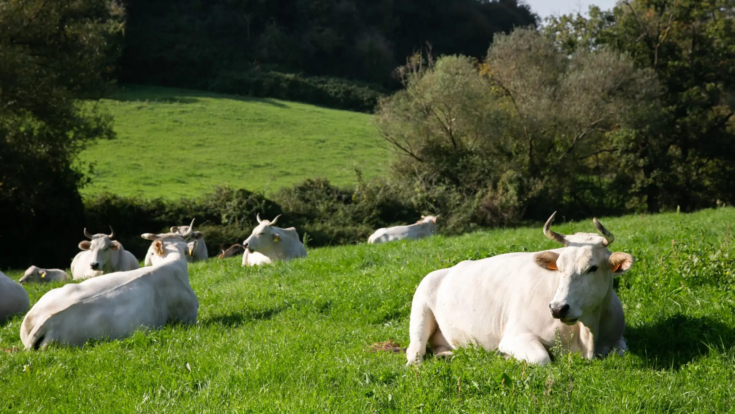 La mandria al pascolo di Solaria, Azienda agricola Boccea