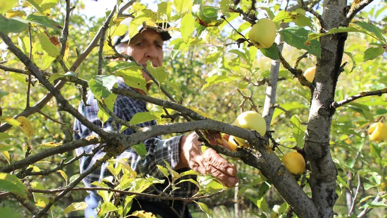 Quattro esperienze di agricoltura sociale: un uomo raccogilie le mele dell'Azienda agricola Melise