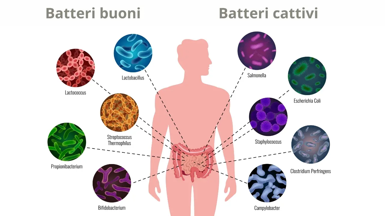 Rappresentazione grafica dei batteri intestinali
