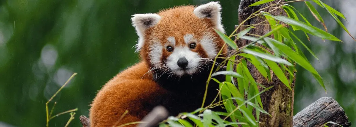 biodiversità animale