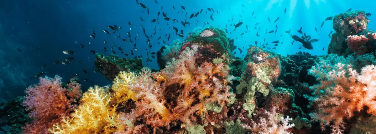 Biodiversità marina