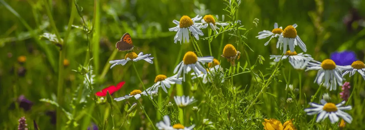 biodiversità di fiori e insetti in un prato