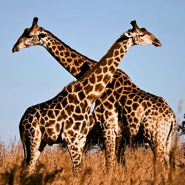 Biodiversità al bivio, siamo ancora in tempo per salvarla? I numeri e le strategie