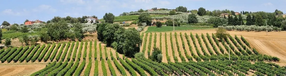 Quattro esperienze di agricoltura sociale: Azienda agricola Calafata