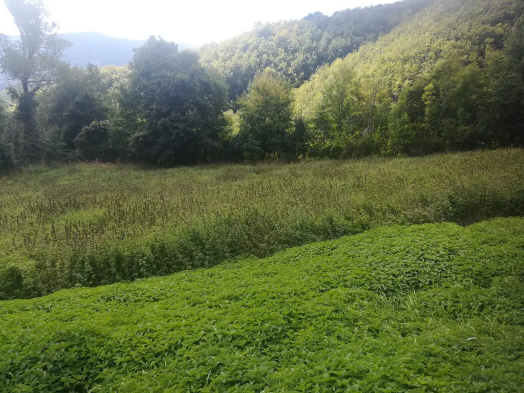 Un campo di ortiche sull'Appennino