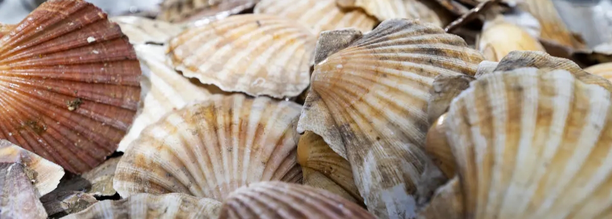 Dalle conchiglie un cemento anti-inondazioni