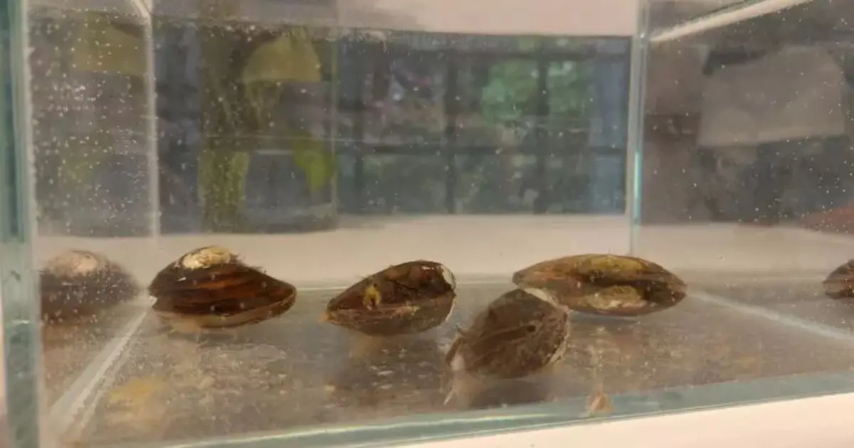 Le cozze bioindicatori del lago d'Orta: le cozze di lago