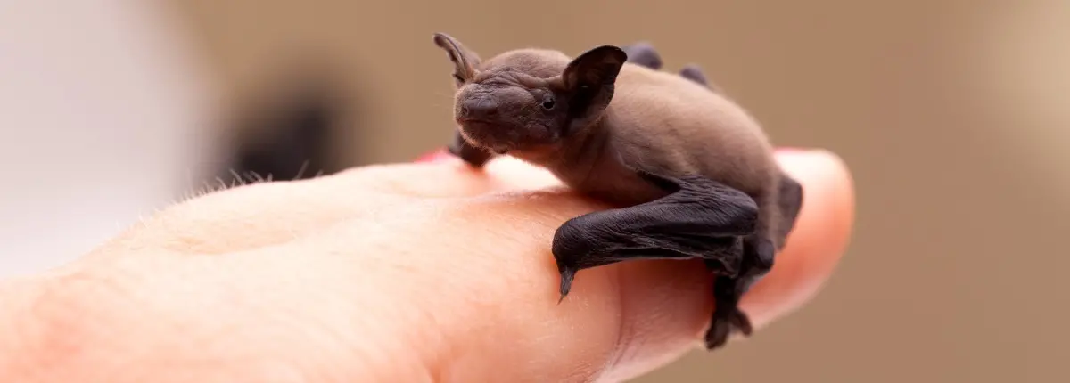 Giù le mani dai pipistrelli: un pipistrello nato da pochi giorni