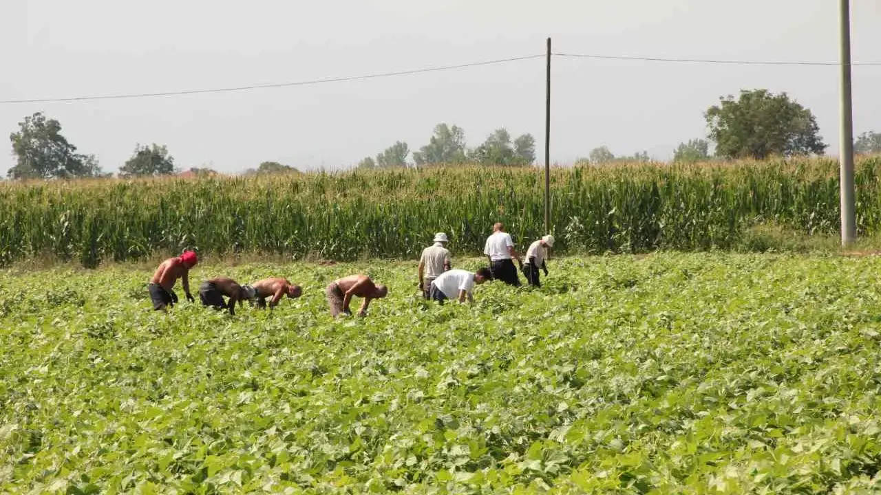 Il fagiolo del Cuneese, una storia di terra, lavoro e tradizione agricola: lavoratori nei campi
