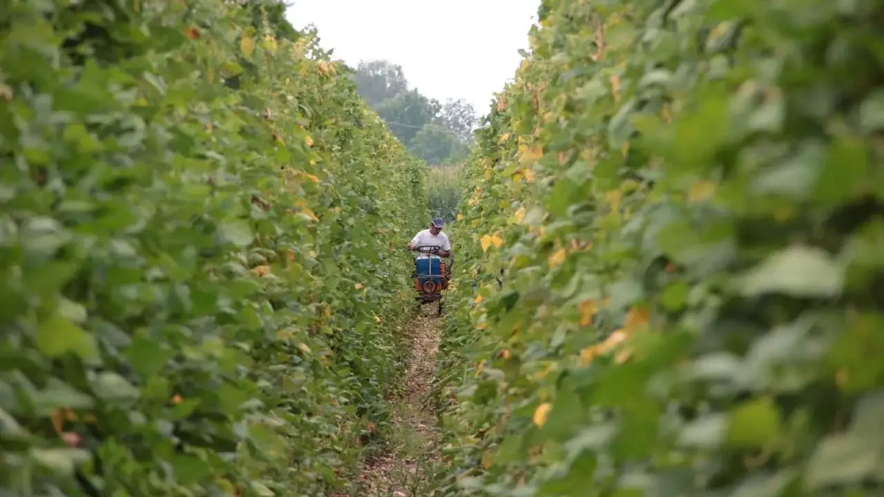Il fagiolo del Cuneese, una storia di terra, lavoro e tradizione agricola: coltivatore nei filari