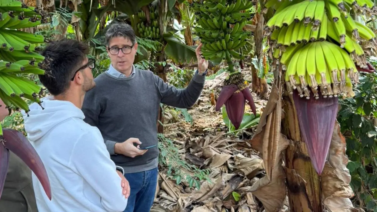 La Sicilia e le colture tropicali: il professor Farina durante la visita in un bananeto