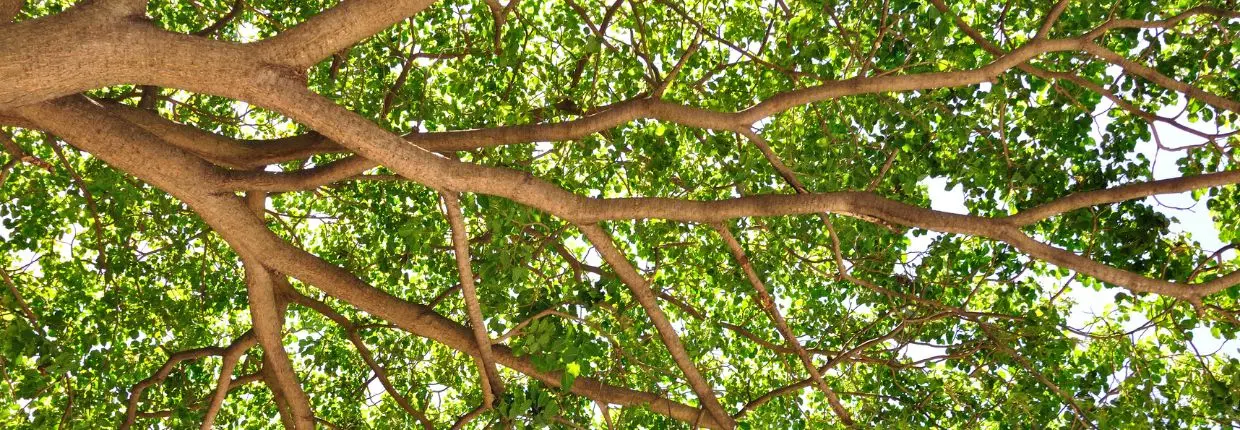 Alberi, foresta
