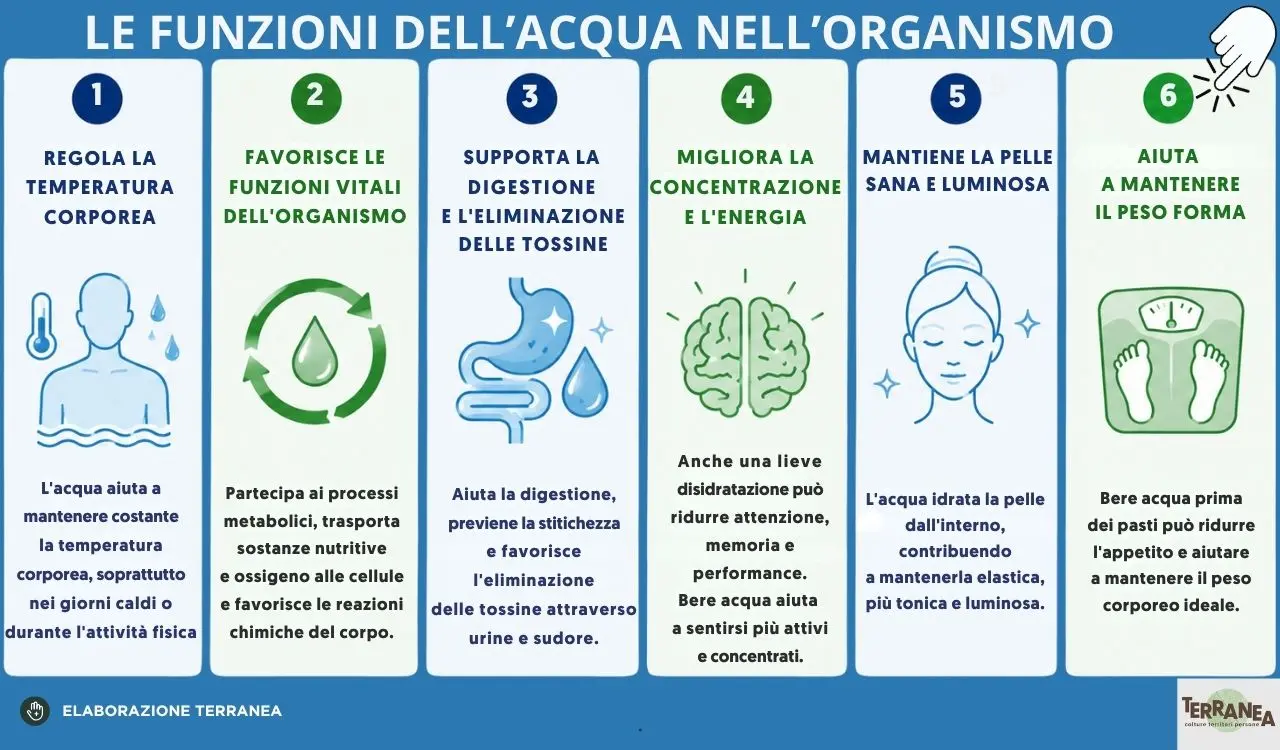 Acqua e non solo. La guida completa per proteggersi dall’estate rovente Le funzioni dell'acqua nell'organismo, tabella illustratata